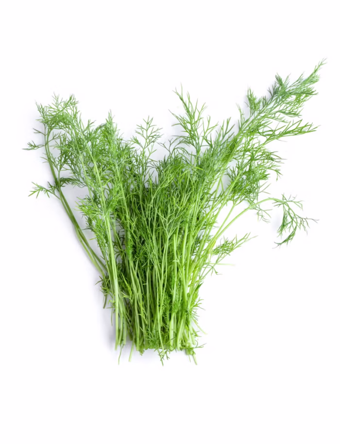 251 Dill Leaves Sabat - Image 1